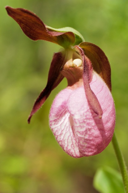 pink ladys slipper flower shallow