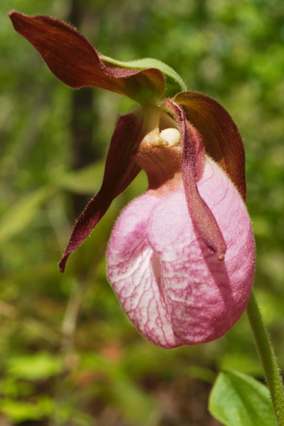 pink ladys slipper flower deep