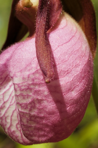 pink ladys slipper flower close