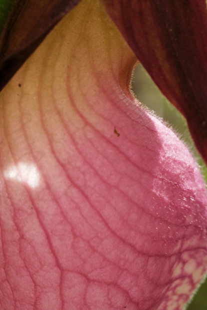 pink ladys slipper flower close