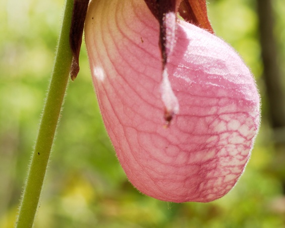 pink ladys slipper flower close