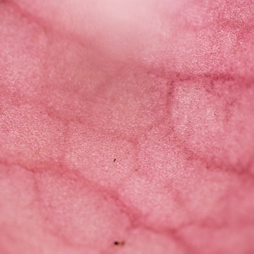 pink ladys slipper veins