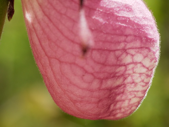 pink ladys slipper flower close