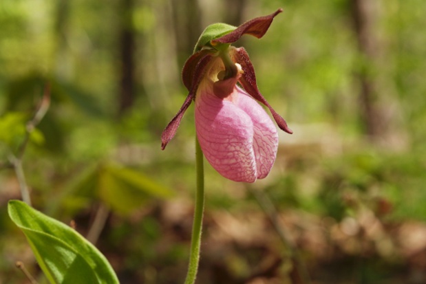 pink ladys slipper