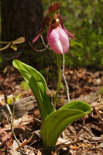 pink ladys slipper plant deep