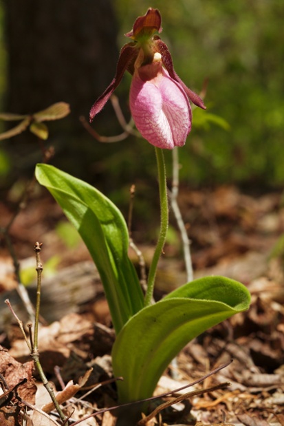 pink ladys slipper plant medium