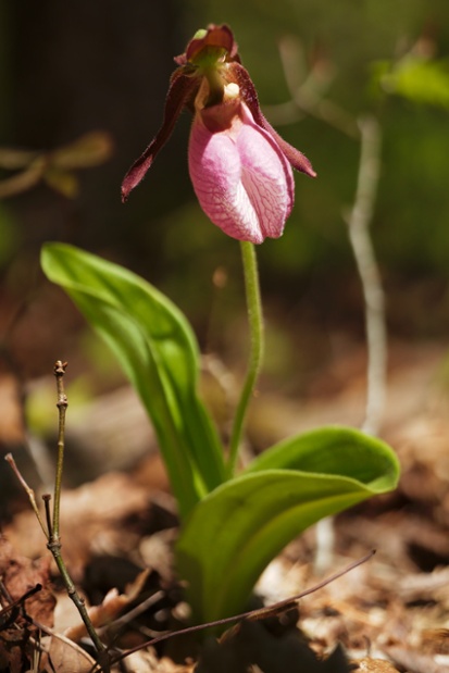 pink ladys slipper plant shallow