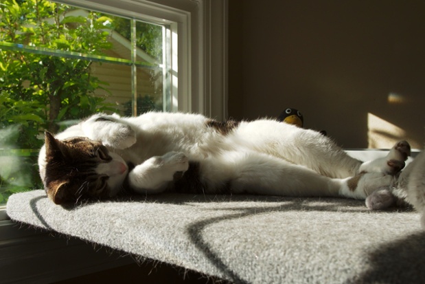 cat sun shelf