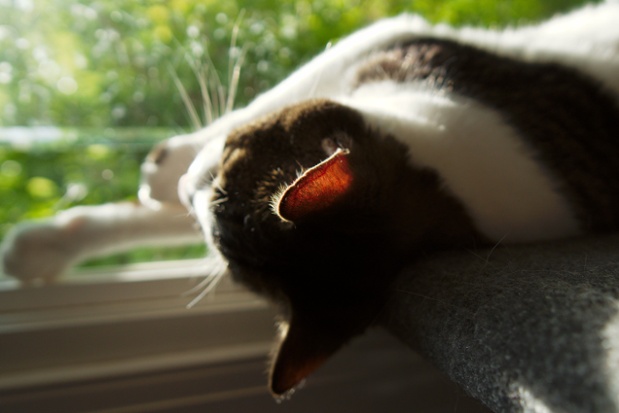 cat sun shelf
