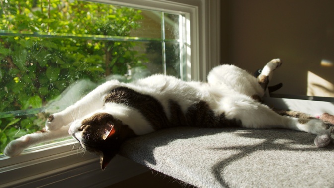 cat sun shelf