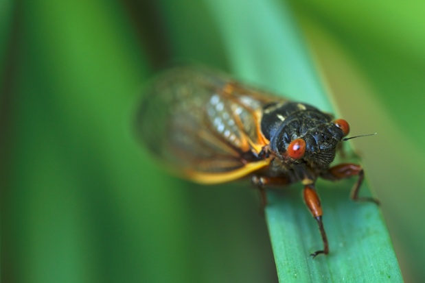 cicada on leaf