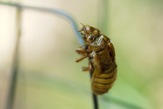 cicada shed on wire
