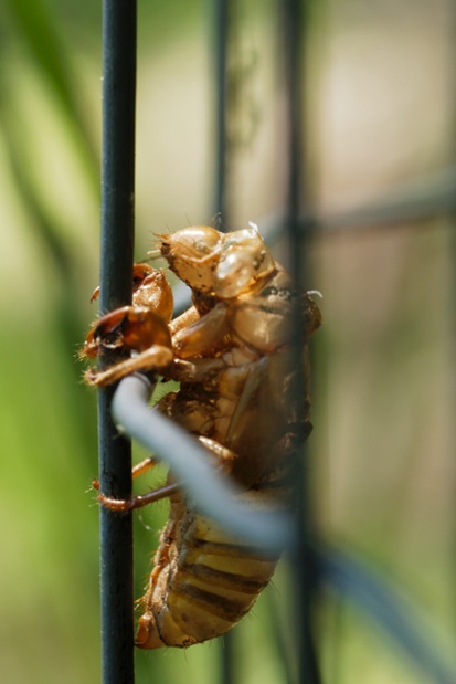 cicada shed on wire