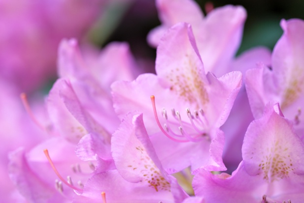 rhododendron flowers