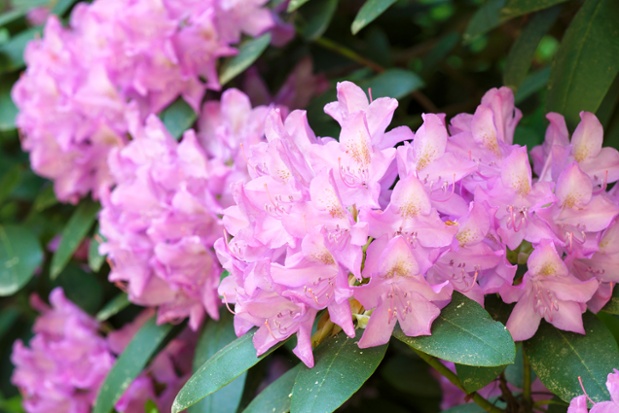 rhododendron flowers