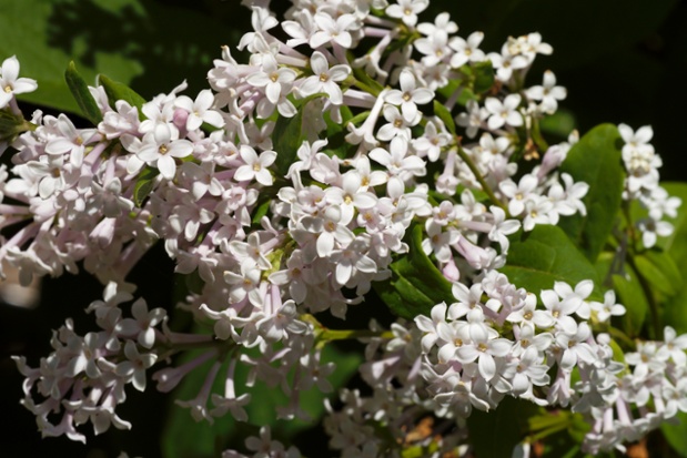 lilac flowers