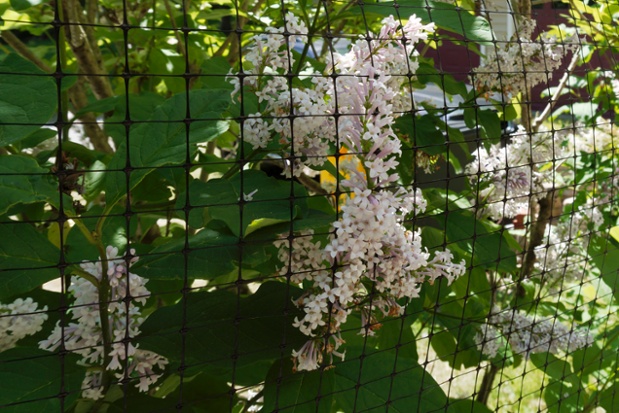lilac growing through fence