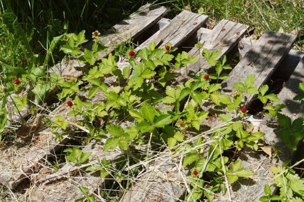 wild strawberries