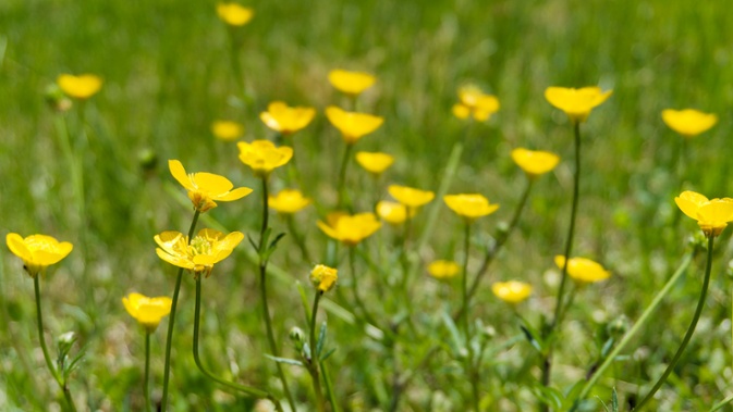 buttercups