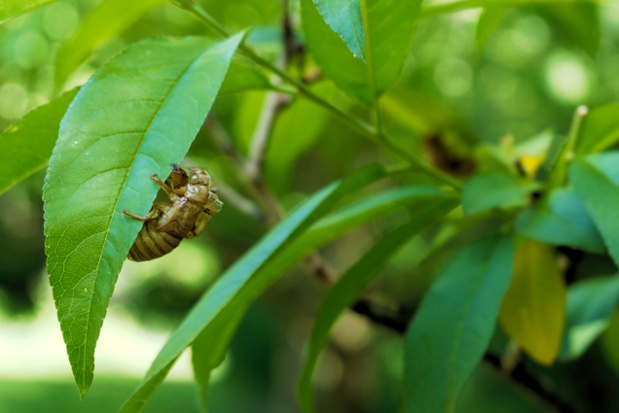 cicada shed on leaf