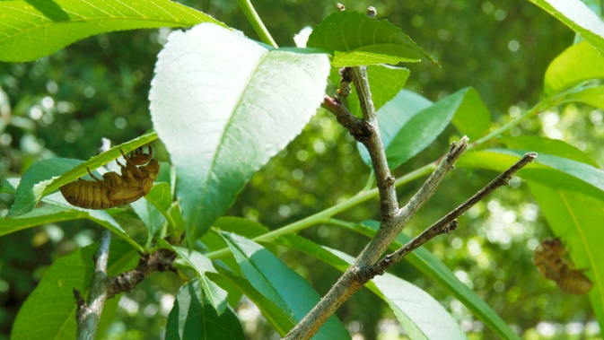 cicada sheds on leaves