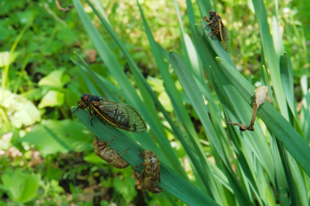 cicadas and sheds