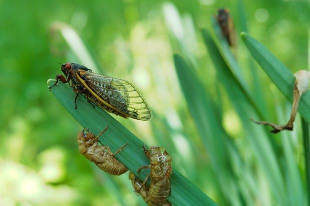 cicadas and sheds
