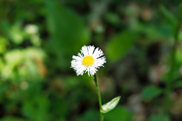 fleabane