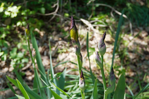 iris buds