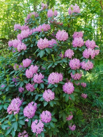 rhododendron