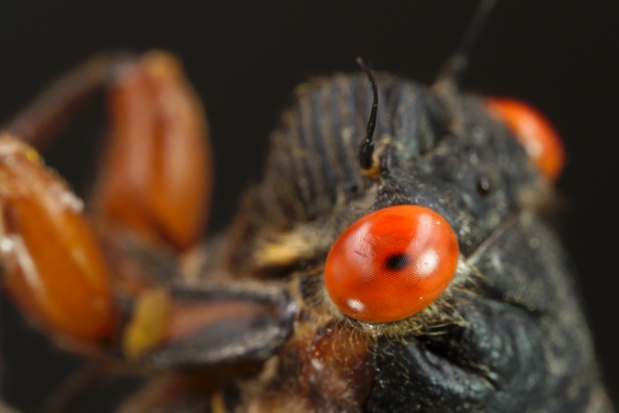 cicada head close