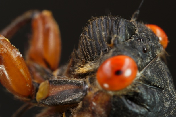 cicada head close