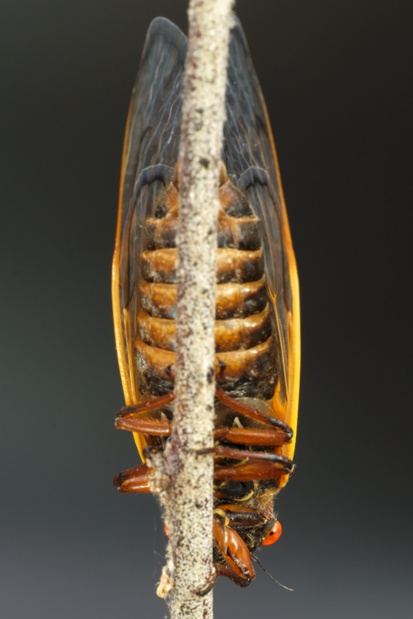 cicada behind stick