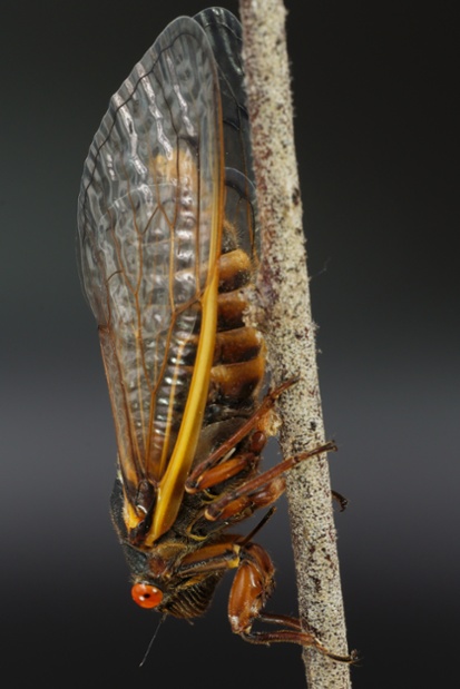 cicada stick side