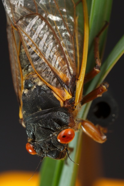 cicada back