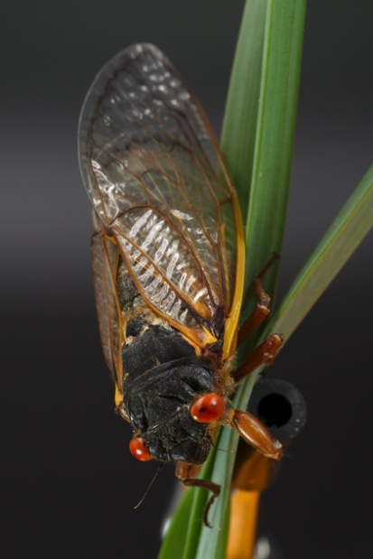 cicada back wings