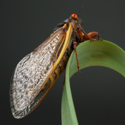 cicada side wings