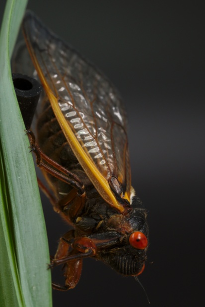 cicada on leaf