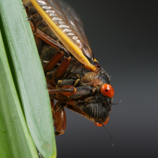 cicada front close