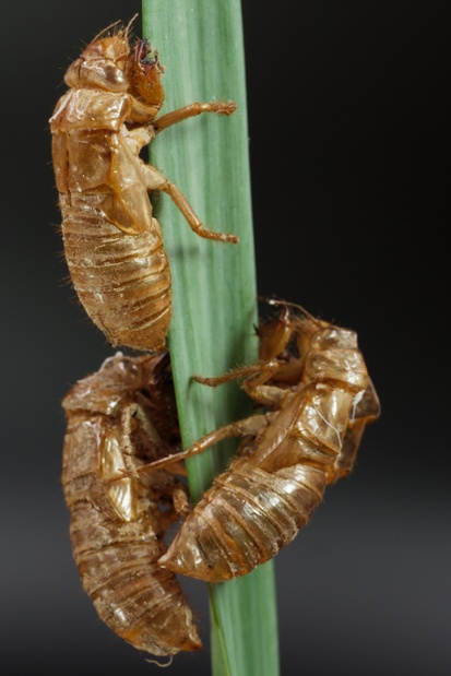 cicada sheds