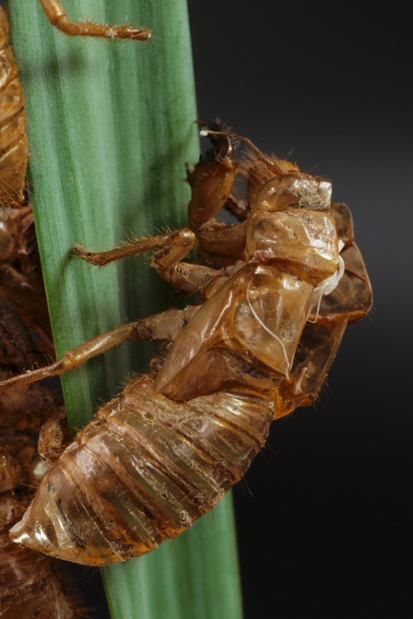 cicada shed close