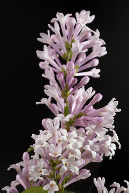 lilac flowers