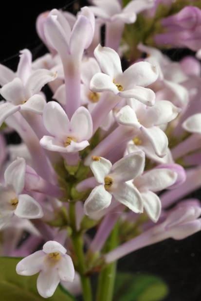 lilac flowers