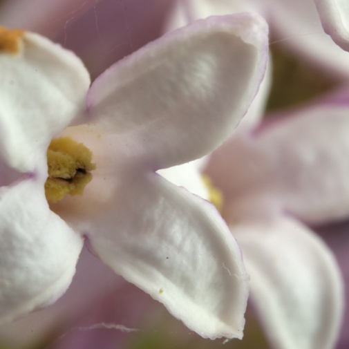 lilac flower close