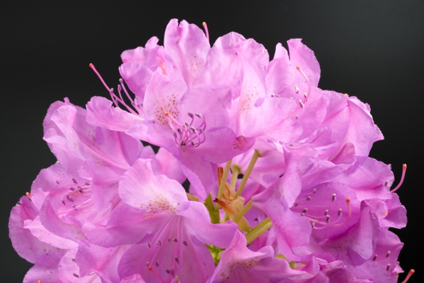 rhododendron flowers