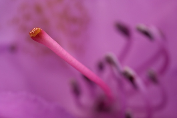 rhododendron pistil