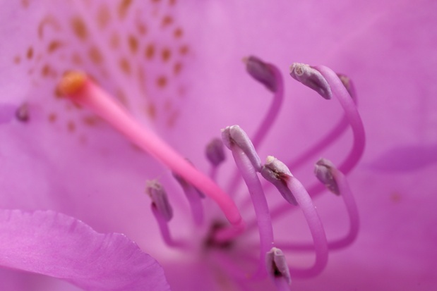 rhododendron stamens