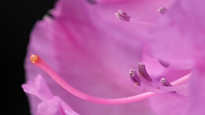 rhododendron flower close