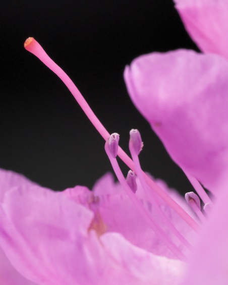 rhododendron flower close