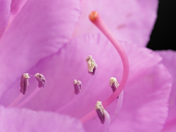 rhododendron stamens